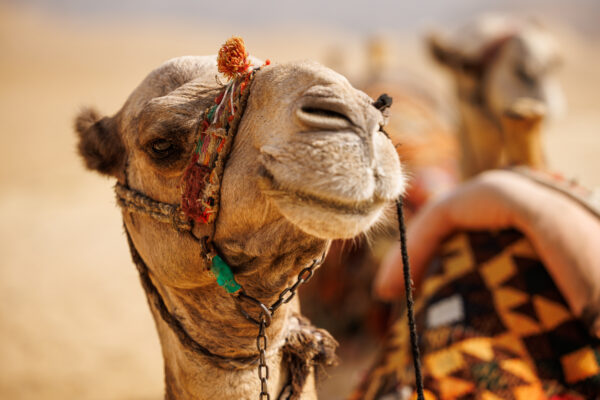 4 Day Morocco Desert Tour From Errachidia